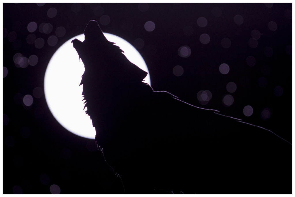 Wolf howling at the full moon - photo credit to nikkvalentine on flickr